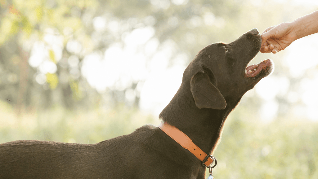 healthy dog treats for training