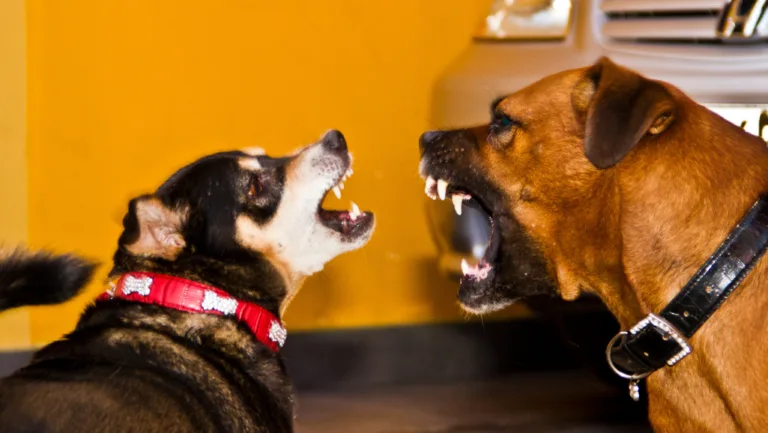 how to stop your dog from barking at other dogs