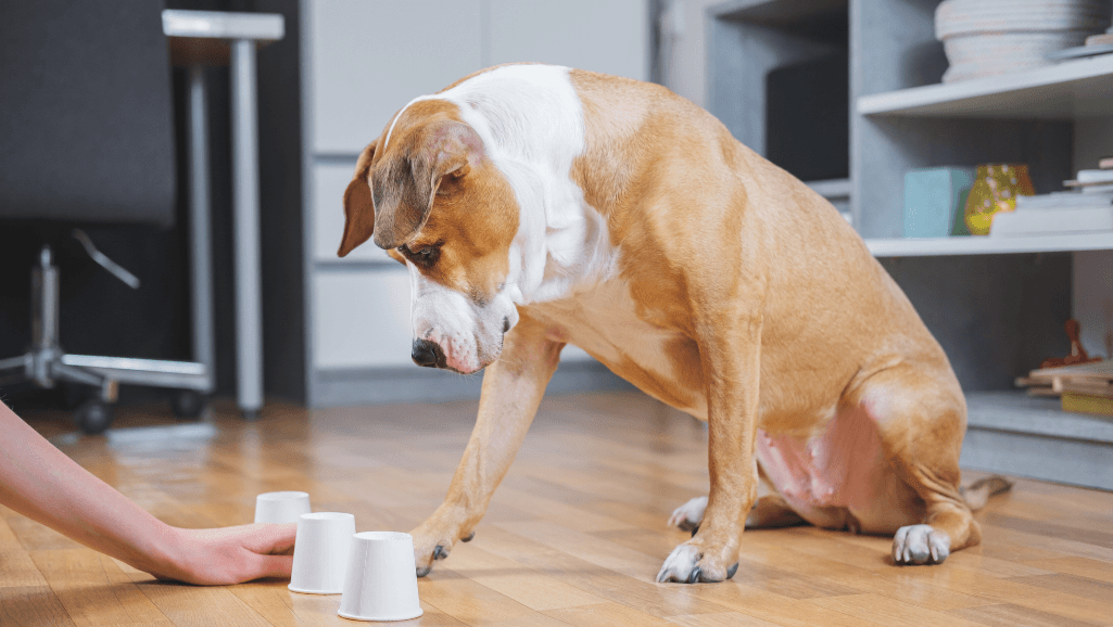 indoor dog games