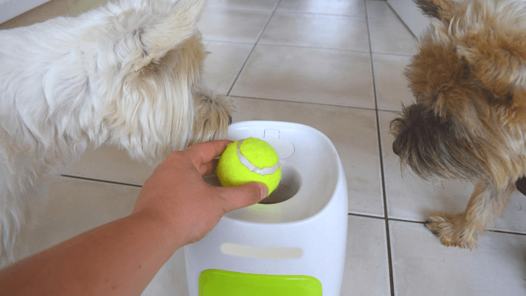 interactive dog games