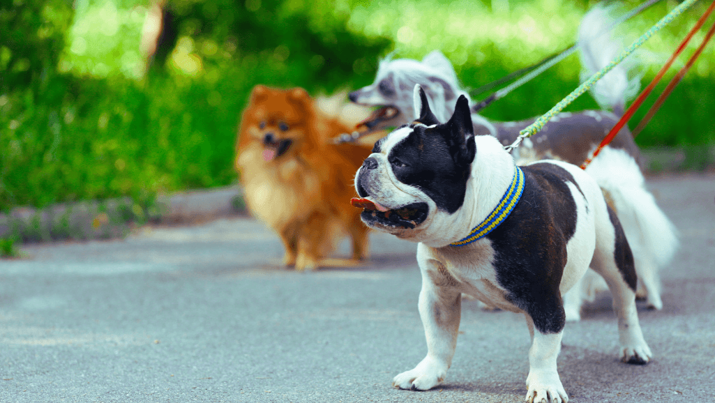 leash corrections in dog training
