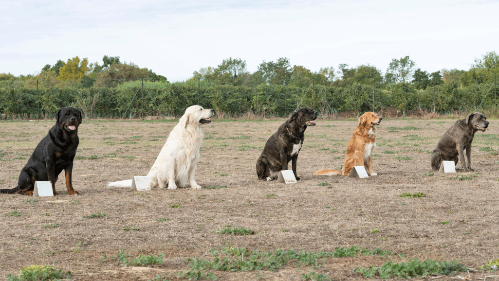 obedience training for dogs