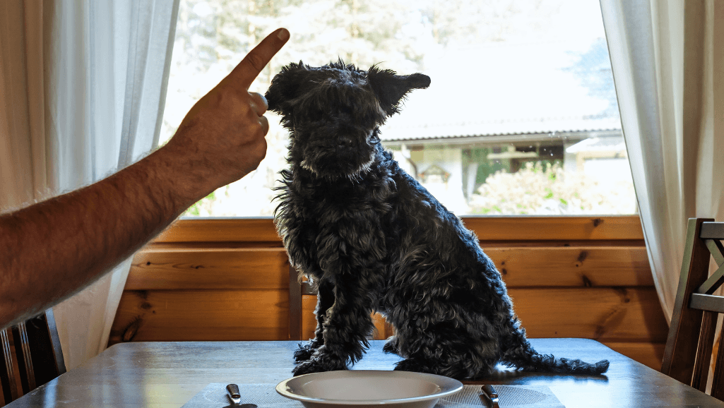 positive punishment for dogs