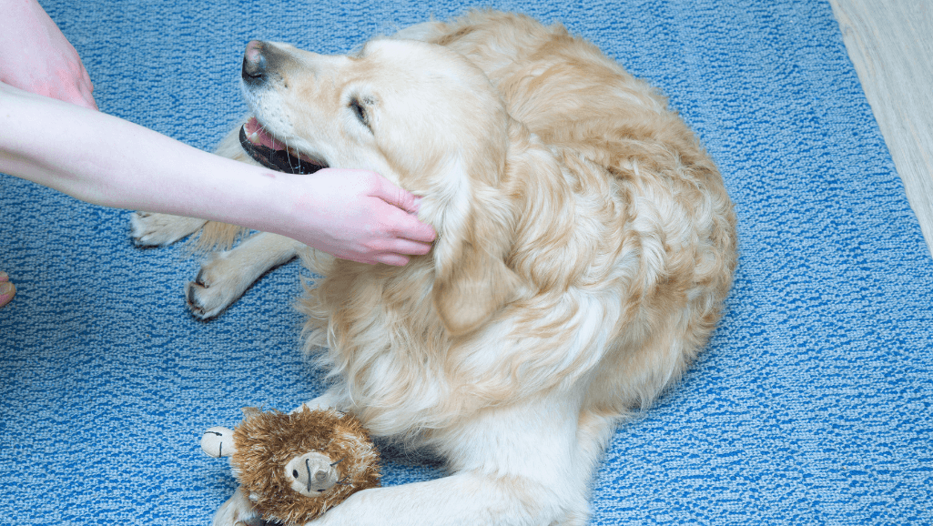 positive punishment in dog training