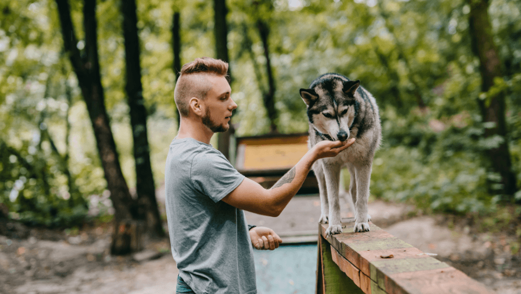 professional dog trainer