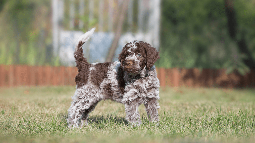 puppy socialization