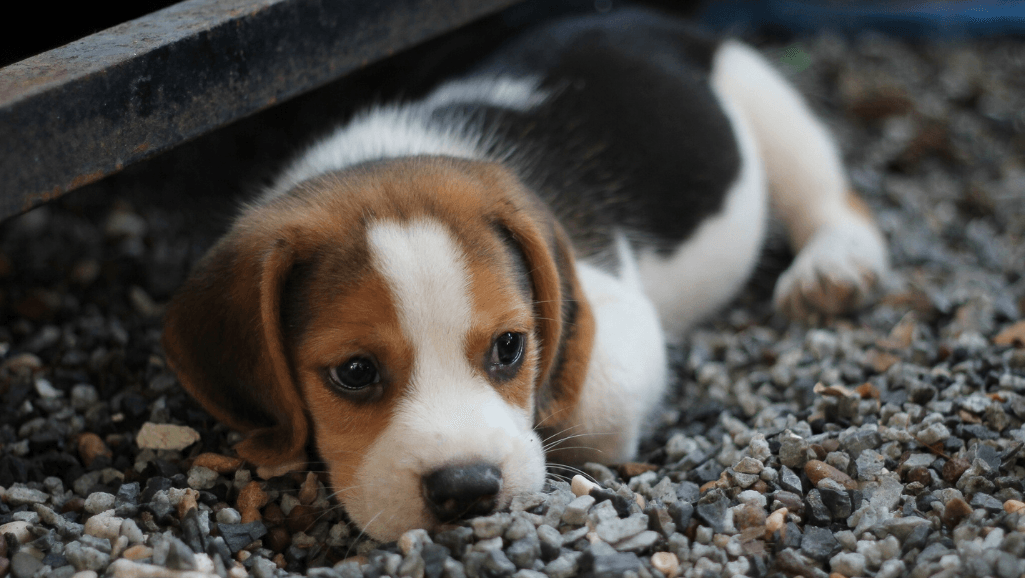 puppy socialization