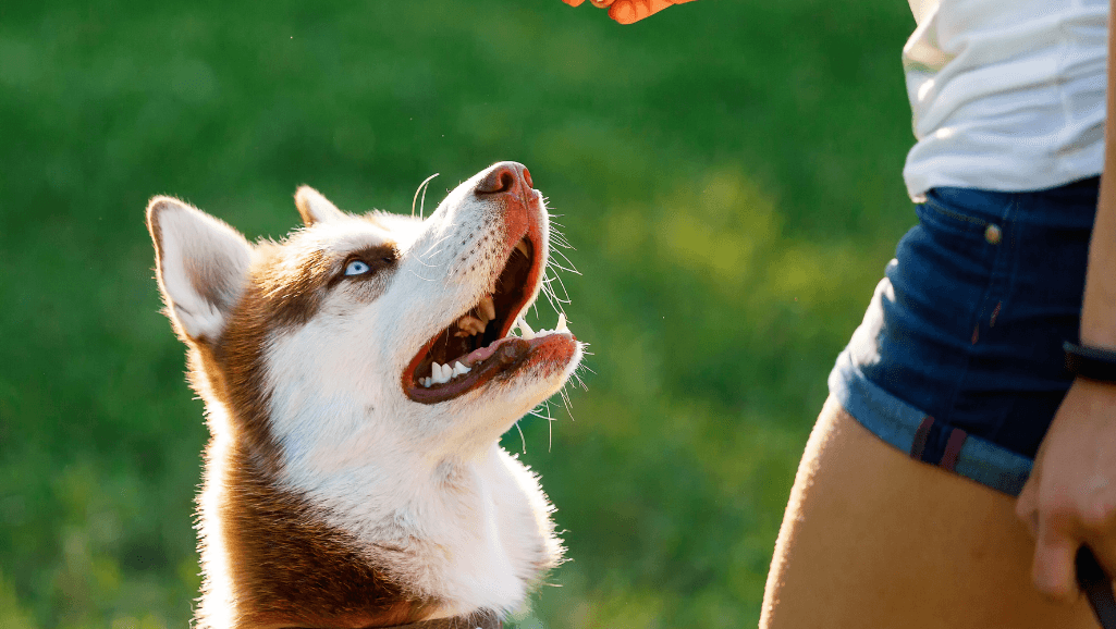 reward-based dog training