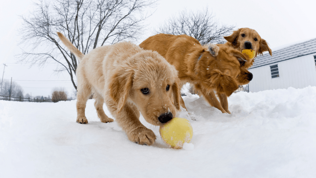 stress in dogs