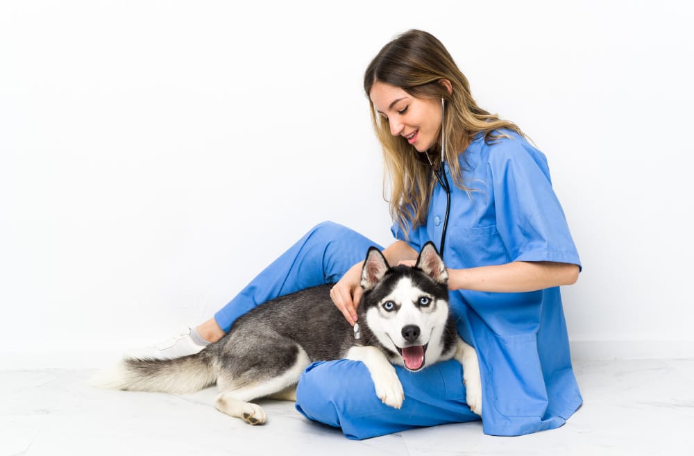 pet vet