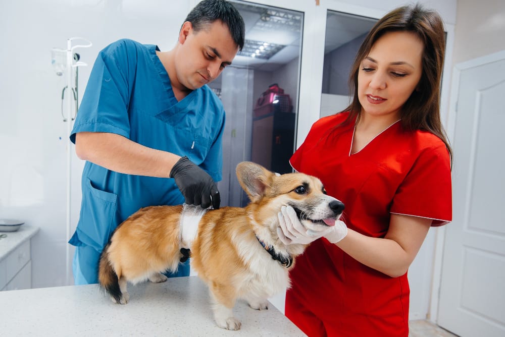 Veterinary students engaged in hands-on training.