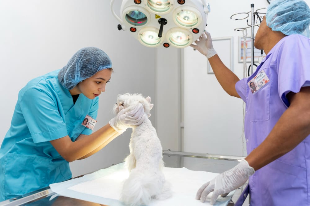 Veterinary Care: Essential Practices and Innovations Explained 5 Veterinary researchers working in a lab.