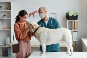 veterinary