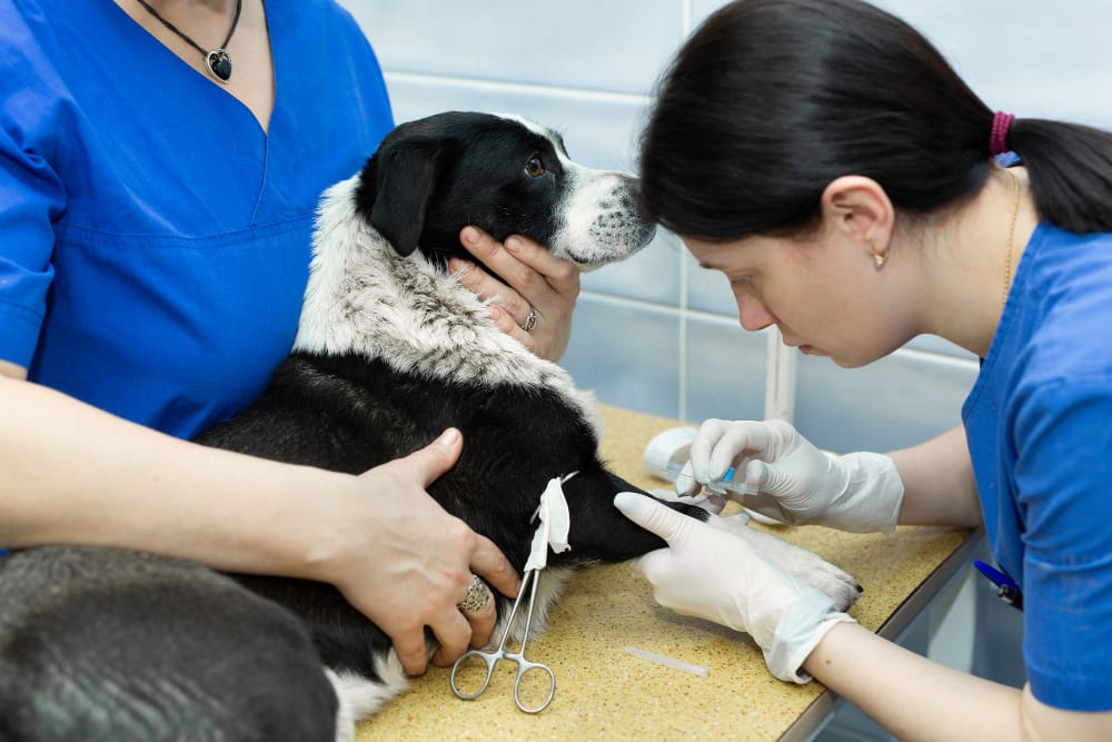 Veterinary Care: Essential Practices and Innovations Explained 4 Veterinarian examining a dog for common diseases.