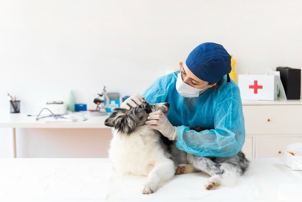 Top Pet Vet Tips: Ensuring Your Pet's Health & Happiness 6 A veterinarian attending to an emergency case with a pet.