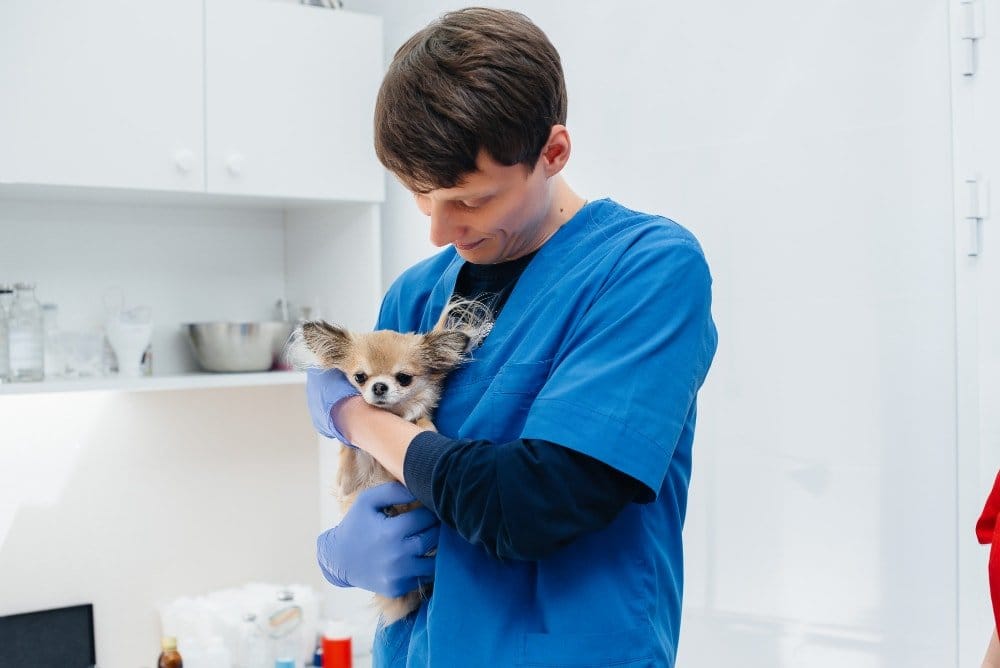 Top Pet Vet Tips: Ensuring Your Pet's Health & Happiness 4 A veterinarian providing specialized care to a young puppy.