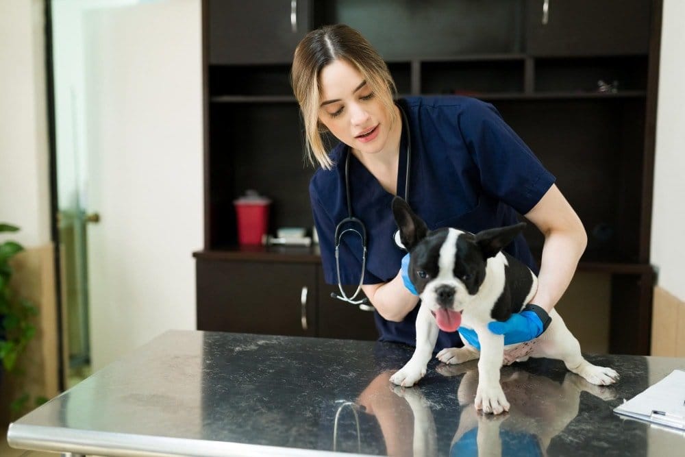 Top Pet Vet Tips: Ensuring Your Pet's Health & Happiness 2 A friendly veterinarian interacting with a pet during a consultation.